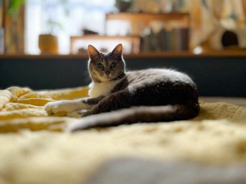 床に座る猫