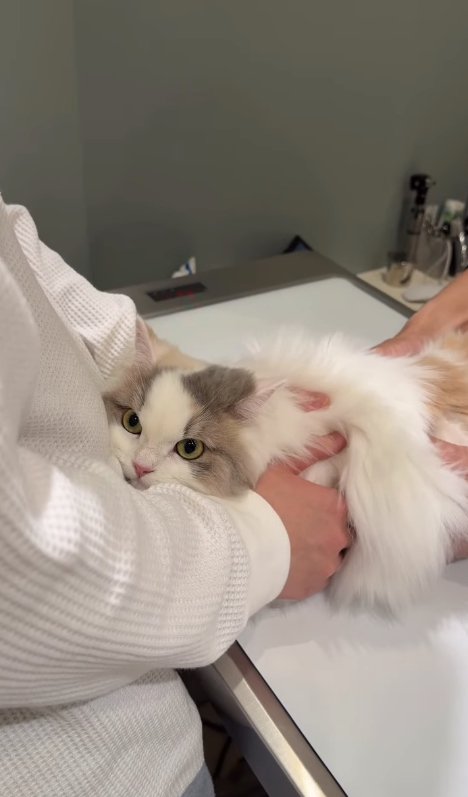 診察中の猫