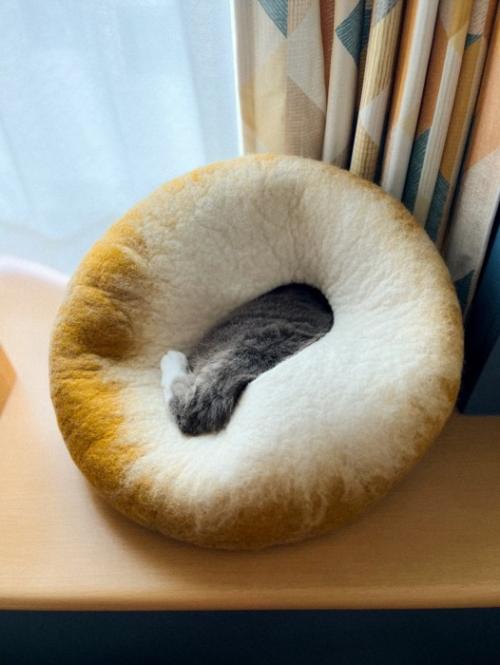 中で眠る猫