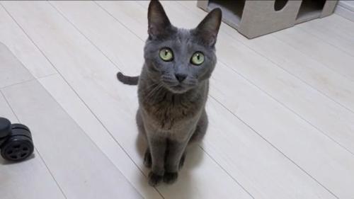 じーとみるハムちゃん