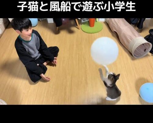 前足をあげる子猫