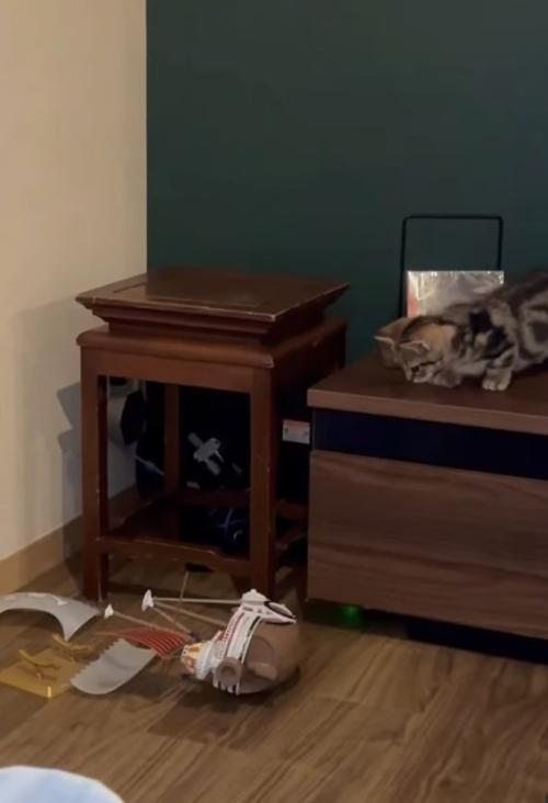 落ちている船の模型を見下ろす子猫
