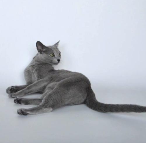 寝そべって右を向く猫