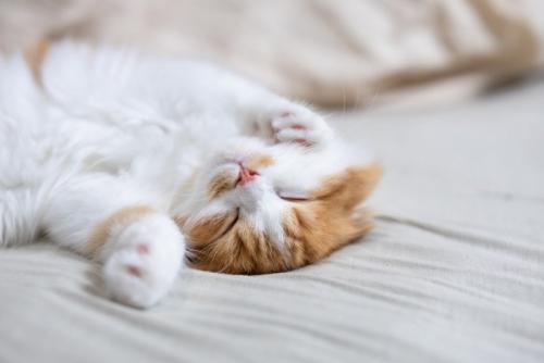 ベッドで気持ちよさそうに眠る猫