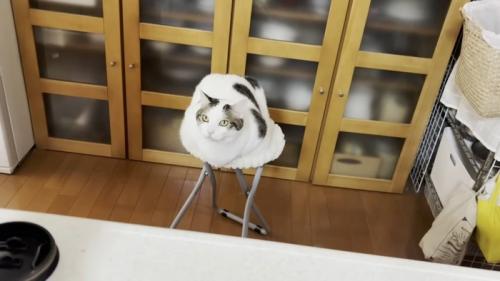 白い椅子に伏せる猫