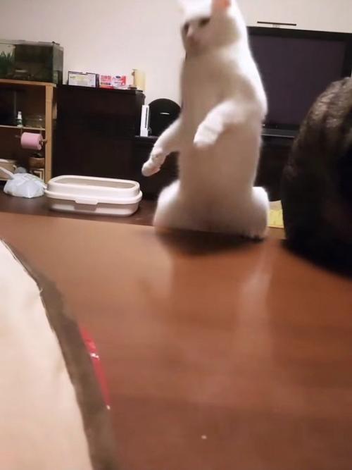 テーブルから落ちる猫