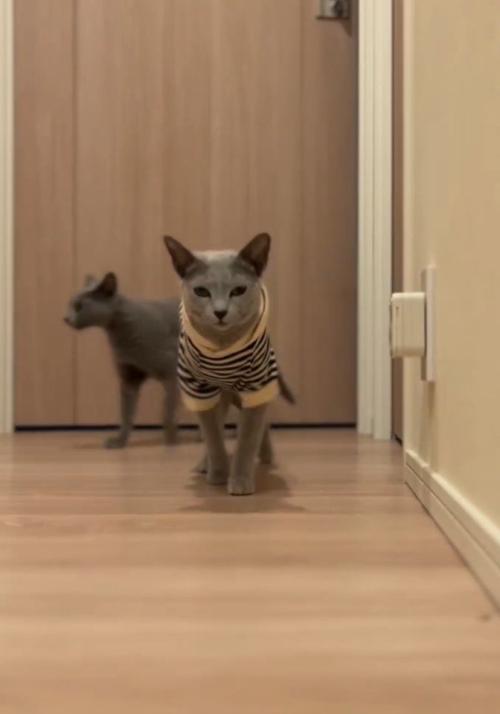 手前の猫は直進し後ろの猫は左へ