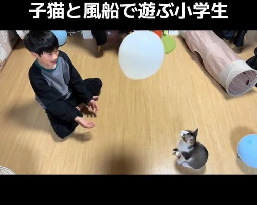 見上げる子猫