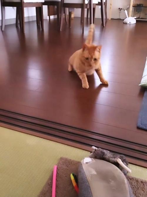 伏せる猫