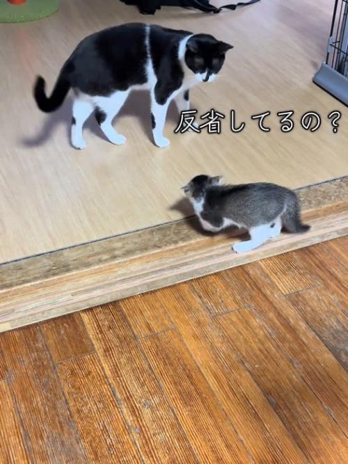 白黒猫と子猫