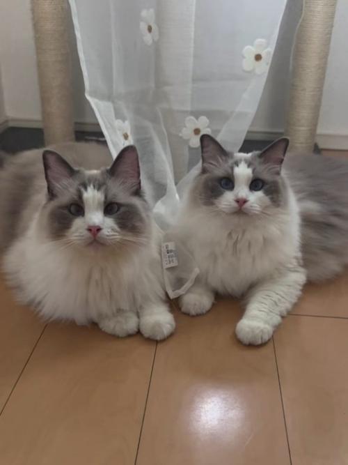 並んでカメラ目線の2匹の猫