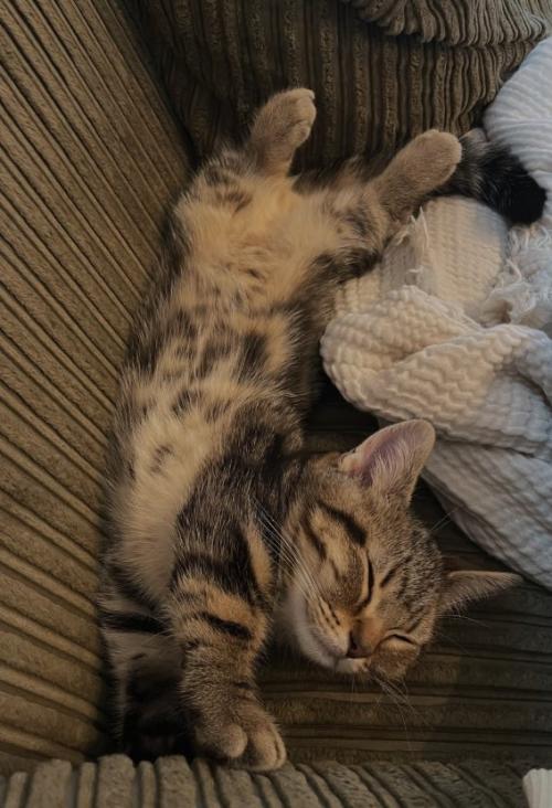 伸びて寝ている子猫