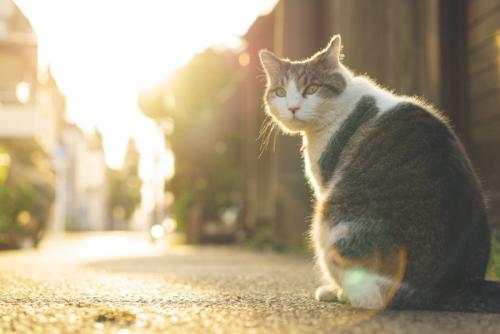 外にいる猫