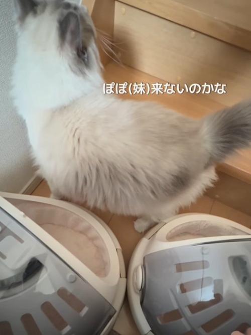 階段の上を見る猫