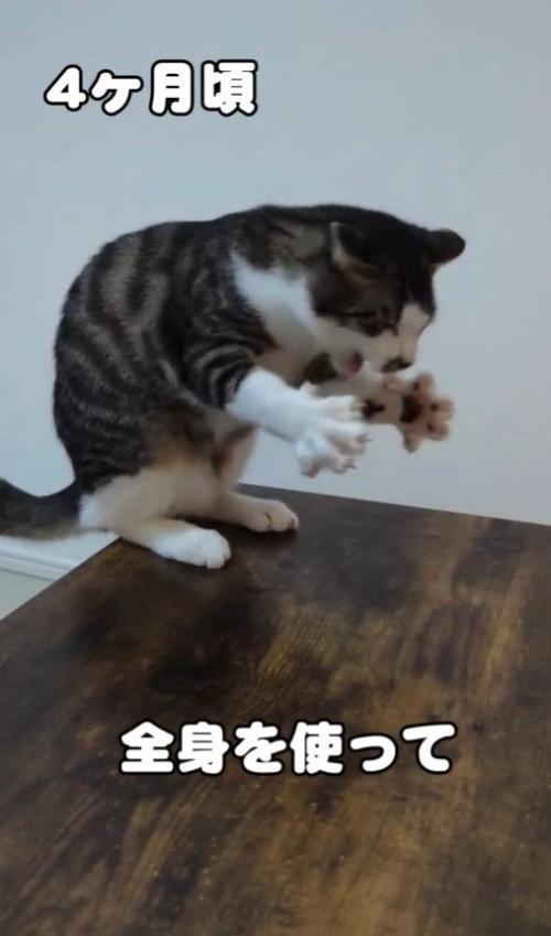 真剣な表情を見せる猫