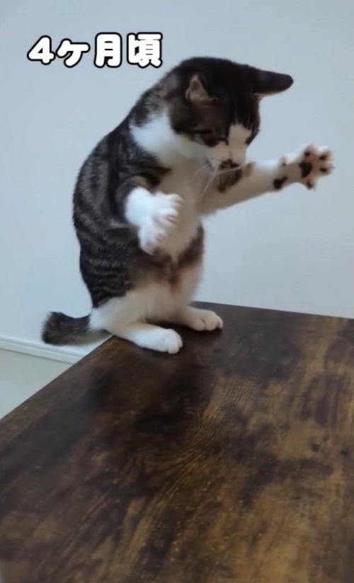 後ろ足を踏ん張る猫