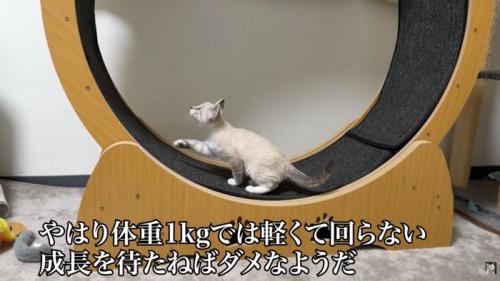 テロップ「やはり体重～」