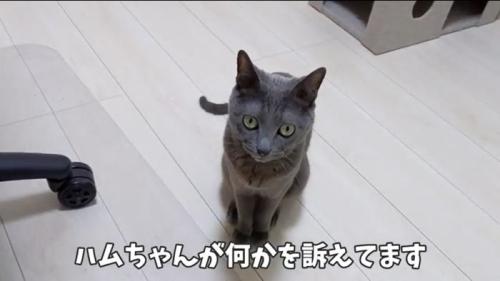 訴えるハムちゃん