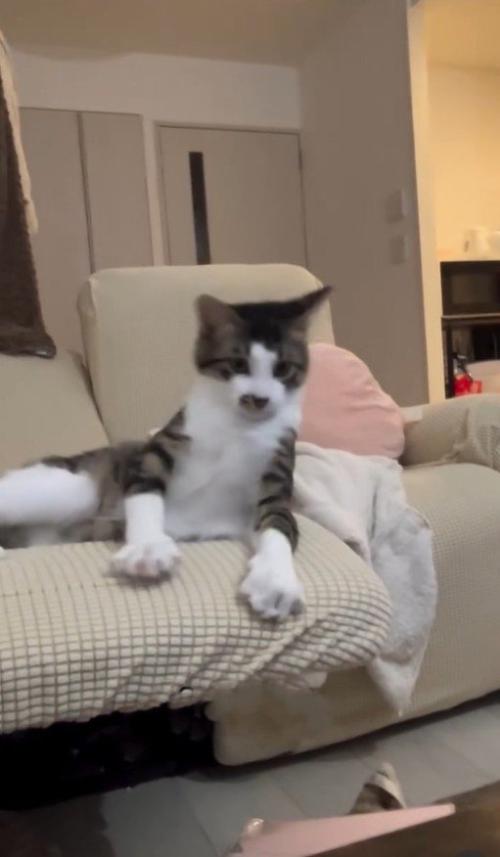 一瞬、体を起こす猫