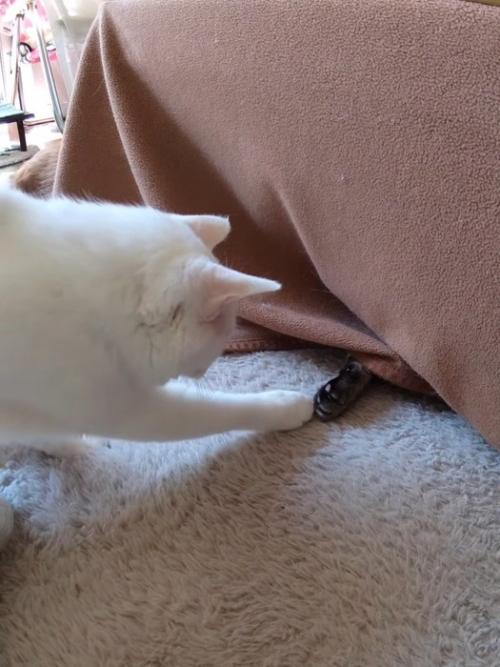 黒い物体を触る猫