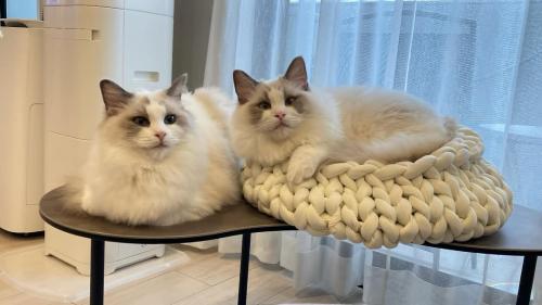 ベッドに入る猫と隣に座る猫