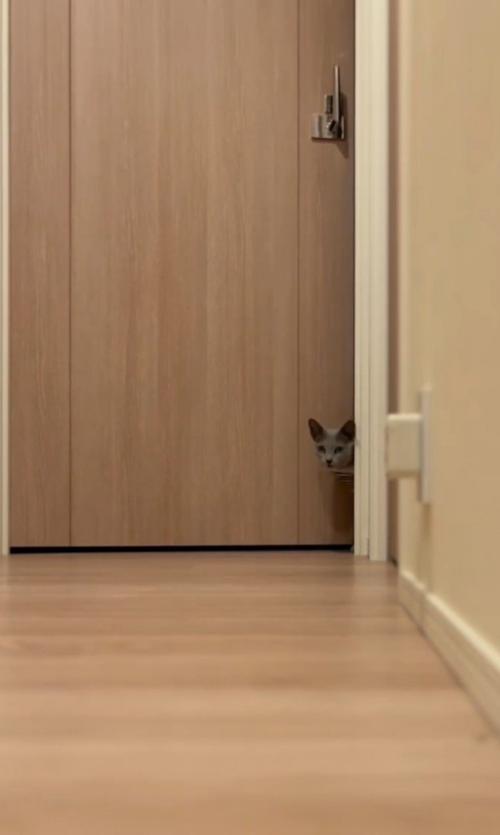 猫がドアから顔を出す