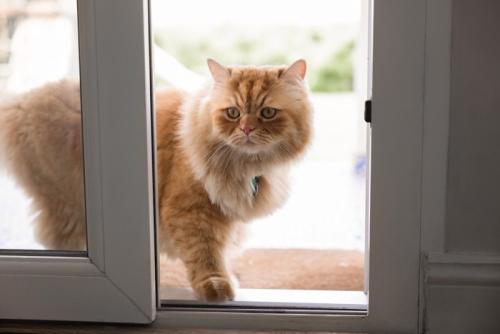 帰ってくる猫