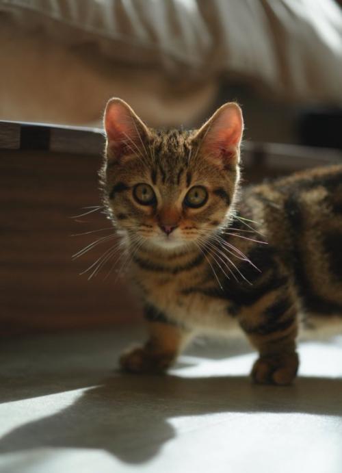 逆光の中立っている子猫の上半身アップ
