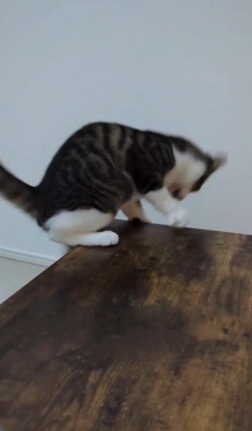 机から落下する直前の猫