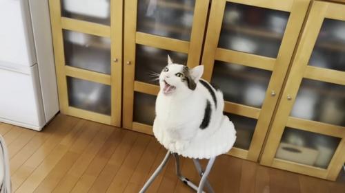 白い椅子に座り口を開ける猫