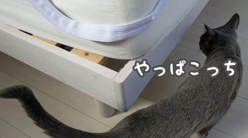 あちこち案内するハムちゃん
