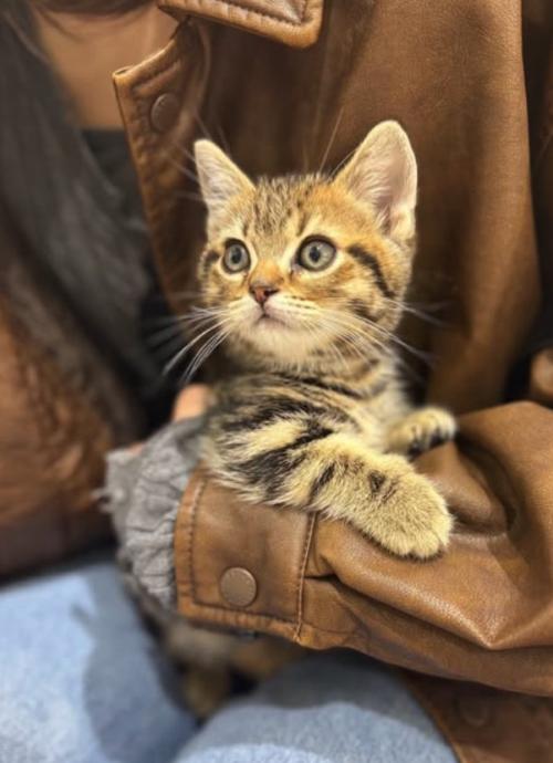 膝の上で片手で抱っこされている子猫