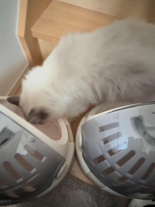 キャリーの中を見る猫