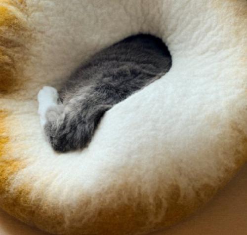 左足を出す猫