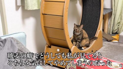 テロップ「琥麦の癖で～」