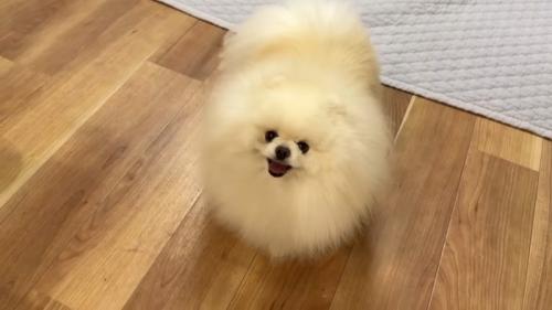 見上げるポテチくん