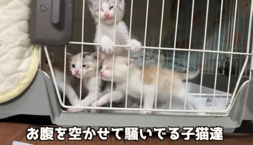 4匹の猫