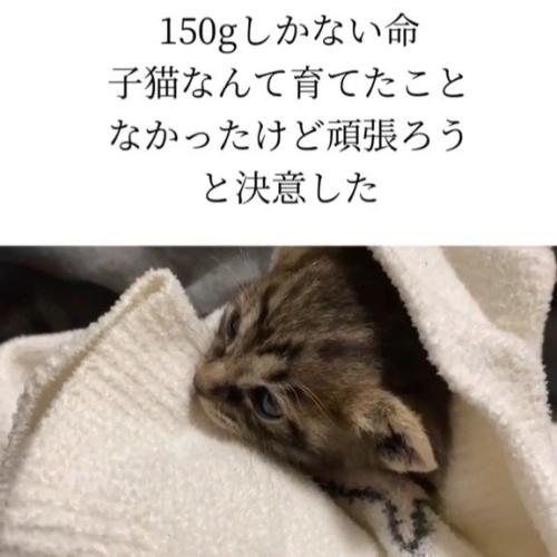 子猫の顔