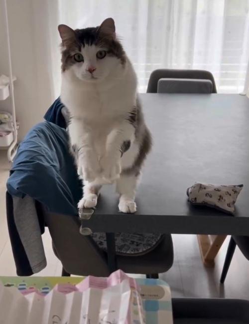 両手を空中でふる猫5