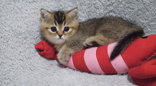 ぬいぐるみにしがみつく子猫