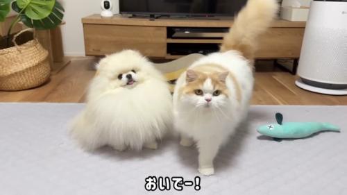 おいでー!
