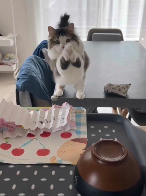 両手を空中でふる猫3