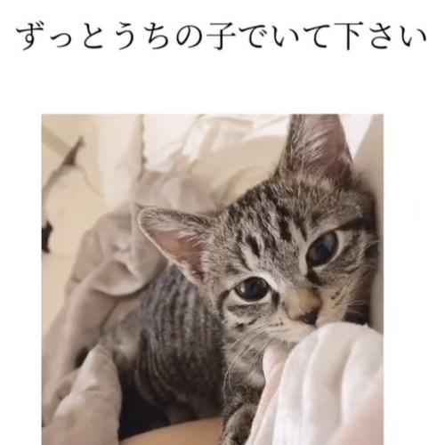 毛布の上にいる子猫
