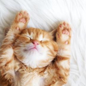 子猫が『1歳になるまで』にやっておきたいこと4つ　タイミングの目安や注意点も解説