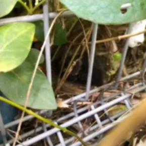『昨日から子猫が鳴いている』と彼氏から連絡→すぐに助けに向かった結果…2か月間の記録に「めっちゃ泣いた」「凄すぎないか」と76万再生