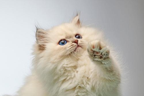 興味津々な猫