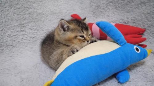 ぬいぐるみにしがみついて寝る子猫