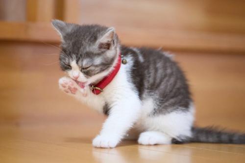 顔を洗う子猫