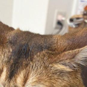 耳を横に伸ばして『不満そうにしていた猫』→足元には……可愛すぎる行動に１万いいね「察してる顔かわいいｗ」「阻止ｗ」と笑う人が続出
