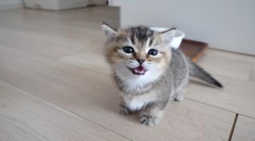 うとうとしている子猫